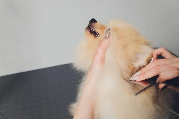 Tangan melakukan perawatan, potongan rambut, menyisir wol indah Pomeranian Spitz anjing bahagia. — Stok Foto