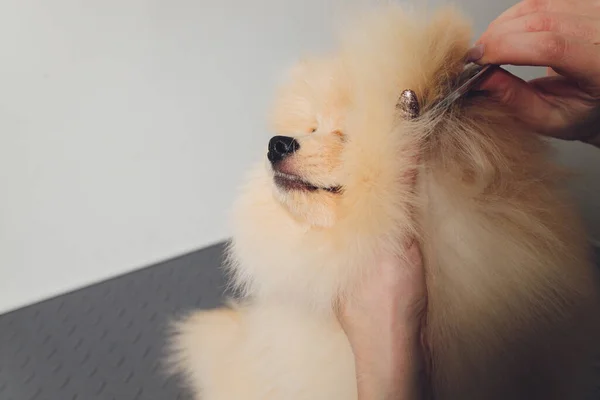 Mano haciendo aseo, corte de pelo, peinando lana de hermoso perro Pomeranian Spitz feliz. —  Fotos de Stock