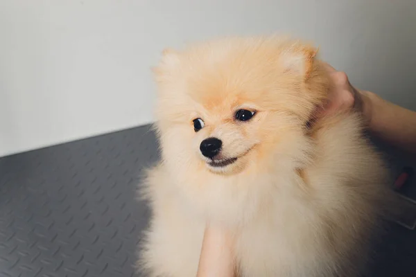 Mano haciendo aseo, corte de pelo, peinando lana de hermoso perro Pomeranian Spitz feliz. —  Fotos de Stock