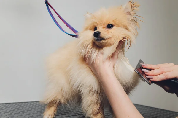 Main faisant toilettage, coupe de cheveux, peignage laine de beau chien Spitz Poméranie heureux. — Photo