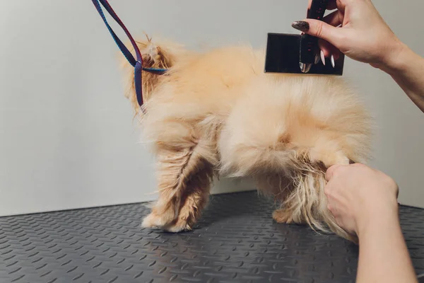 Hand gör grooming, frisyr, kamning ull av vackra glada Pommerska Spitz hund. — Stockfoto