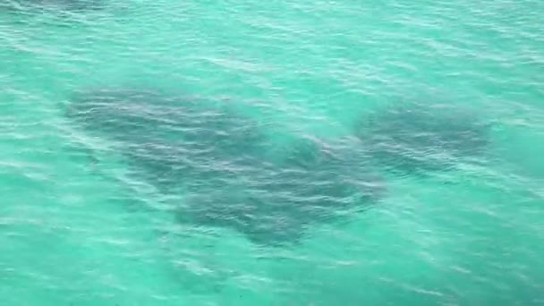 Blue sea flowing rippled water surface, calm and serene sea with ripples, ocean background, rippling and rolling action on the water surface. — Stock Video