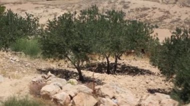 Nibo Dağı, Ürdün. Nebo Dağı - Ürdün 'ün gururu, kutsal bir yer, yeryüzünün baş döndürücü bir köşesi, ki bu da İncil' de yer alır..