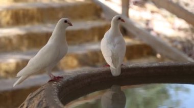 Kuzey İsrail Yardenit Vaftiz Bölgesi 'ndeki Ürdün Nehri' nde düzenlenen toplu vaftiz töreninde kimliği belirsiz Hristiyan hacılar. Hristiyan geleneklerine göre, İsa Ürdün Nehri 'nde vaftiz edildi..