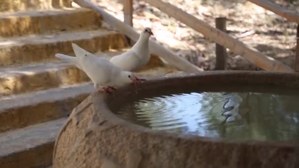Niezidentyfikowani pielgrzymi chrześcijańscy podczas masowej ceremonii chrztu nad rzeką Jordan w Północnym Izraelu Miejsce chrztu Yardenit. W tradycji chrześcijańskiej Jezus został ochrzczony w rzece Jordan.. — Wideo stockowe