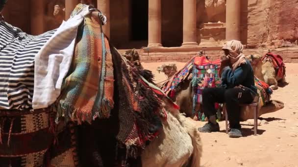 PETRA, JORDAN - 15 maart 2018: Populair vervoer - kamelen. Met Petra. Jordanië. — Stockvideo