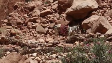 Popüler Ulaşım - Eşek. Petra. Ürdün.