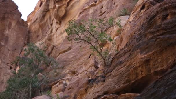 The Siq - stone gallery to the hidden city of Petra, Jordan. UNESCO World Heritage Site. — Stock Video