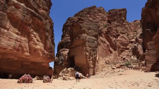PETRA, JORDAN - 15 mars 2018: Populära transporter - kameler. Vad är det? Jordanien. — Stockvideo