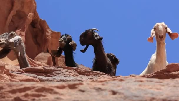 Вигляд на пару іберійських ібексів, ізраїльських диких кіз, на вершині великого каменю в ізраїльській пустелі.. — стокове відео