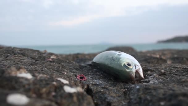 The fish is caught and lies on the rock tuna sea. — Stock Video