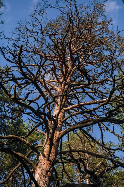 Siluetas de un árbol negro sin hojas sobre un fondo blanco, fotos negativas de ramas de árboles. —  Fotos de Stock