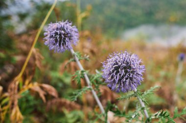 Yabani çiçeklerle dolu güzel bir çayır. Bahar çiçekleri kapanıyor. Sağlık hizmeti konsepti. Kırsal alan. Alternatif tıp. Çevre.