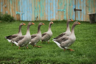 Evcil kazlar otluyor. Evcil hayvanlar. Kaz tüyü. Sokaktaki kazlar.