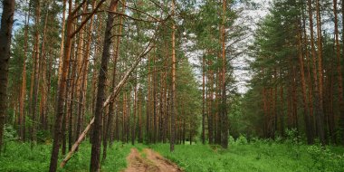 Güzel filiz manzarası. Güneşli bir günde dağ köyü. Mavi gökyüzü. Nisan 'da tarlalar. Çiftlikte yeşil çimenler.