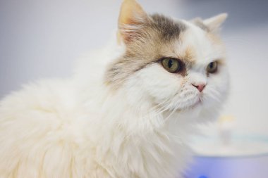 Şirin tekir kedi kırsal ahşap sandalyede oturmuş evde retro üzerinde dinleniyor..