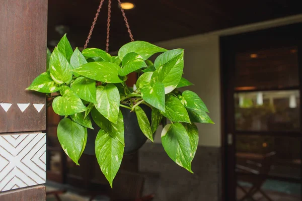 Foto van bonsai planten met een wazige achtergrond.. — Stockfoto