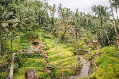 Mu Cang Chai, YenBai, Vietnam 'daki pirinç tarlaları. Pirinç tarlaları Kuzeybatı Vietnam 'da hasat hazırlıyor. Vietnam manzaraları..