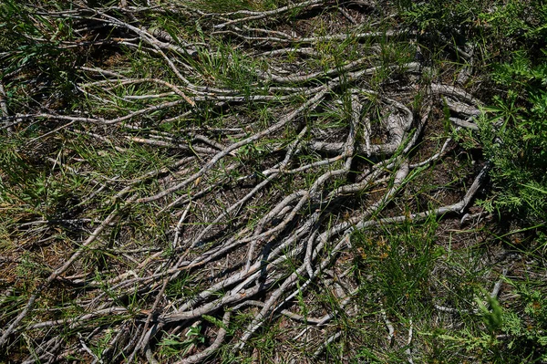 Smukt kvist landskab. Bjerglandsby i solrig dag. Blå himmel. Felter i april. Grønne græs på gården. - Stock-foto