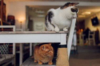 Şirin tekir kedi kırsal ahşap sandalyede oturmuş evde retro üzerinde dinleniyor..