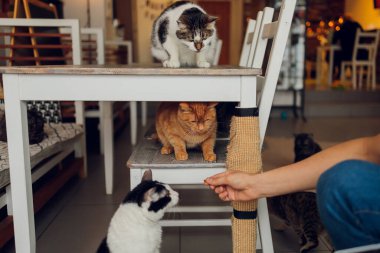 Evcil hayvanla ev hayatı. Genç adam kedisine et verir..