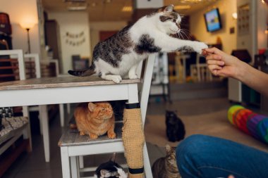 Evcil hayvanla ev hayatı. Genç adam kedisine et verir..