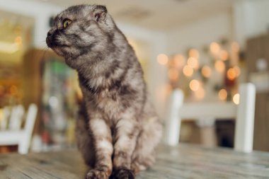 Pencerenin yanında sarı gözlü, İskoç çikolatalı kedi.