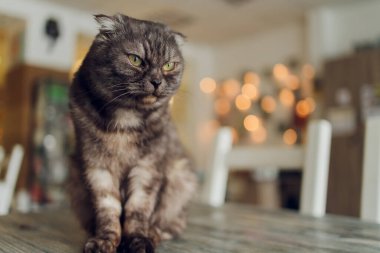 Pencerenin yanında sarı gözlü, İskoç çikolatalı kedi.