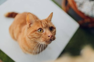 Büyük gözlü, kırmızı tembel kedi. Şirin, sevimli, tüylü kedi..
