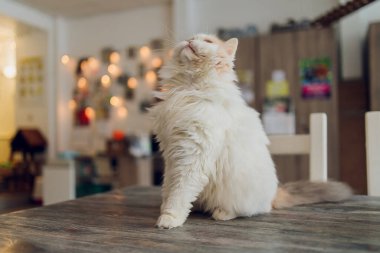Kedi bir tabak ve çatalla masada bir sandalyeye oturur. Kedi maması kavramı,
