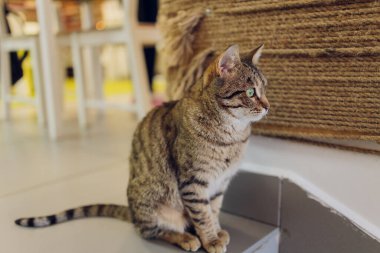 Sevimli tekir kedi mutfakta oturmuş kameraya bakıyor..