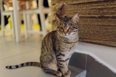 Sevimli tekir kedi mutfakta oturmuş kameraya bakıyor..