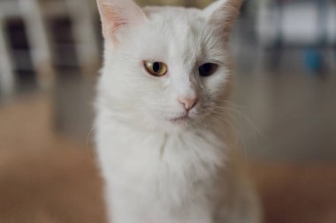 Sevimli tekir kedi mutfakta oturmuş kameraya bakıyor..