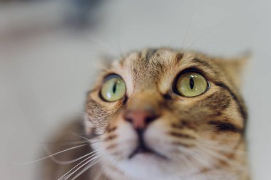 Sevimli tekir kedi mutfakta oturmuş kameraya bakıyor..