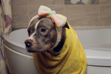 Amerikan zorbası banyosu, Pitbull, köpek temizliği, köpek sarı havluyu ıslattı..