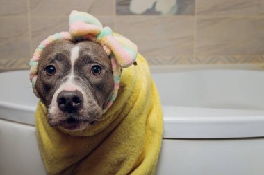 Amerikan zorbası banyosu, Pitbull, köpek temizliği, köpek sarı havluyu ıslattı..