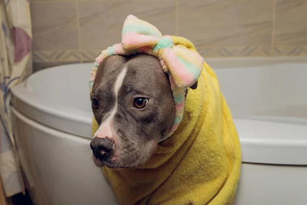American Bully bain, Pitbull, nettoyage de chien, chien mouiller une serviette jaune de bain. — Photo