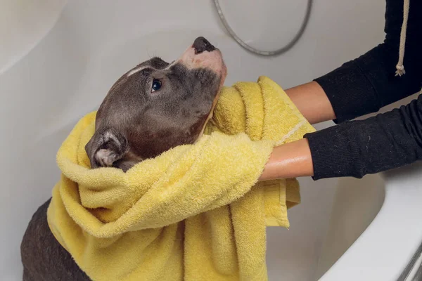American Bully bathing, Pitbull, dog cleaning, dog wet a bath yellow towel.