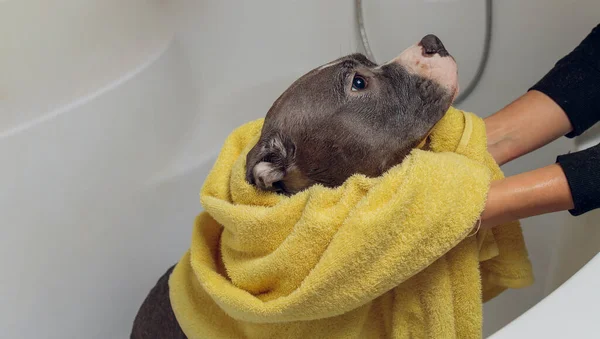 American Bully bain, Pitbull, nettoyage de chien, chien mouiller une serviette jaune de bain. — Photo