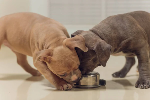 Mystified blue American Bully puppy curiously walking forward with its mouth.