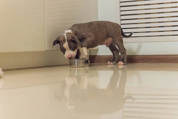 Mystified blue American Bully puppy curiously walking forward with its mouth.