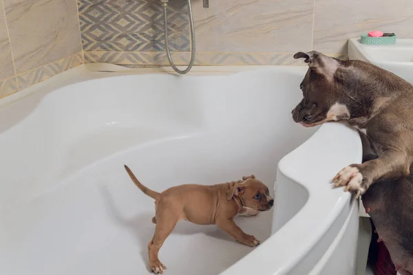 American Bully bathing, Pitbull, nettoyage de chien, chien mouiller un bain. — Photo