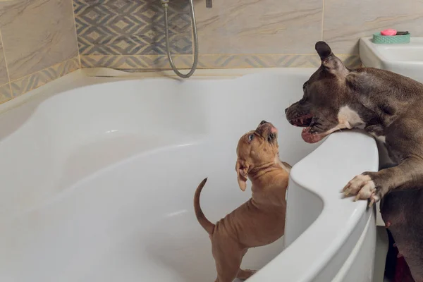 American Bully bathing, Pitbull, nettoyage de chien, chien mouiller un bain. — Photo