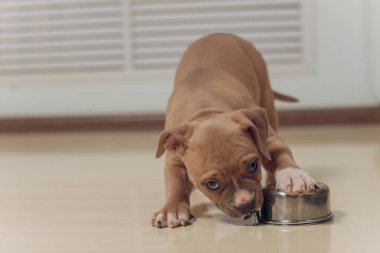 Gizemli mavi Amerikan zorbası ağzıyla ileri doğru yürüyor..