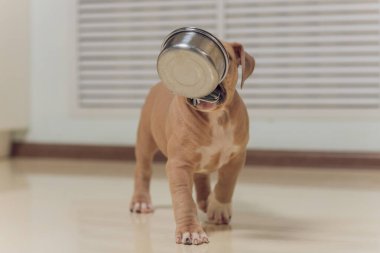 Gizemli mavi Amerikan zorbası ağzıyla ileri doğru yürüyor..