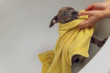 Amerikan zorbası banyosu, Pitbull, köpek temizliği, köpek sarı havluyu ıslattı..