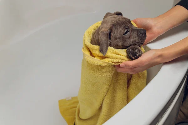 American Bully bathing, Pitbull, dog cleaning, dog wet a bath yellow towel.