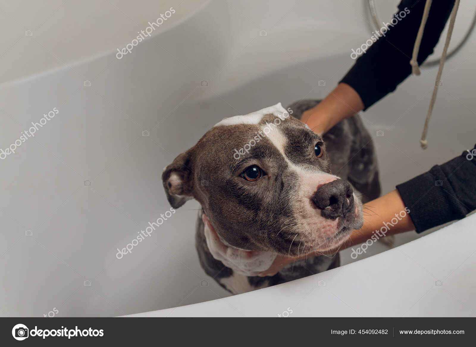 American Bully bathing, Pitbull, dog cleaning, dog wet a bath. Stock