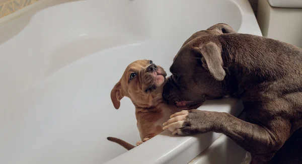 American Bully bathing, Pitbull, dog cleaning, dog wet a bath.