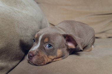 Evdeki kanepede iki sevimli zorba köpek yavrusu ve kabadayı..